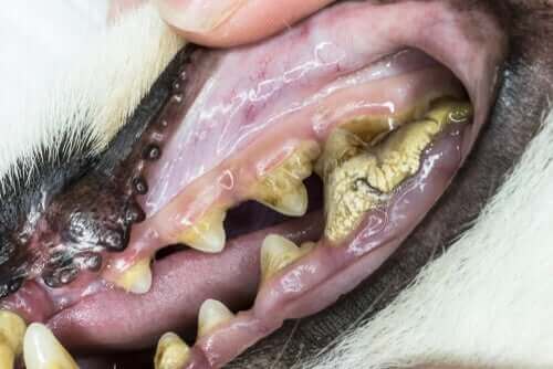 Hond met gebitsproblemen