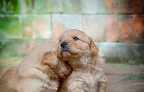 Golden retriever pups