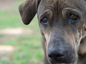 Emoties van dieren: kunnen honden net als mensen huilen?