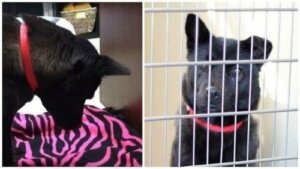 Harriet de mishandelde hond kan niet liggend slapen