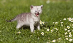 Leer hier alles over het miauwen van katten