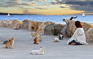 Moeten kattenkolonies worden gecontroleerd?
