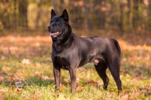De Thai ridgebackdog: een hond met een "ridge"