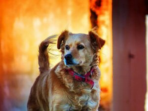 Algemene informatie over dierenrechten