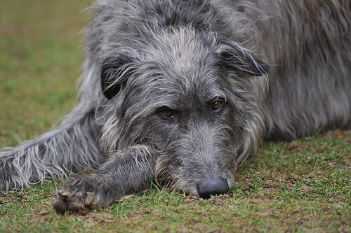 Grijze schotse deerhound