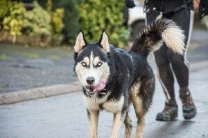Gewicht verliezen door te bewegen met je hond
