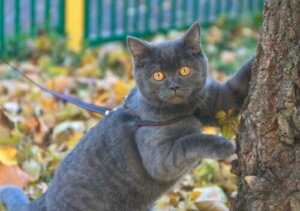 De verschillen tussen honden en katten