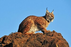 De verschillende soorten lynxen