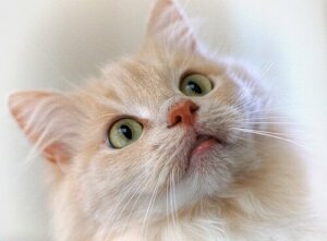 Hoe je een kat met een clicker kunt trainen