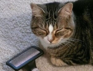 Hoe de vacht van je kat te borstelen