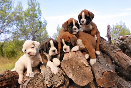 Boxerpups