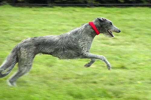 Hond die hard rent