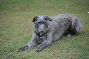 We vertellen alles over de Schotse deerhound