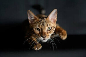 Waarom hebben katten tastharen op hun voorpoten?