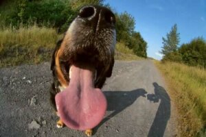 Wat zijn de oorzaken van halitose bij honden?