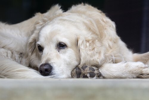 Hond met buikpijn