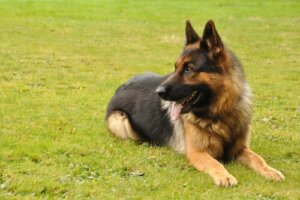 Heupdysplasie bij honden: hoe kun je het behandelen?