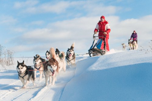 Husky's trekken een slee in de sneeuw