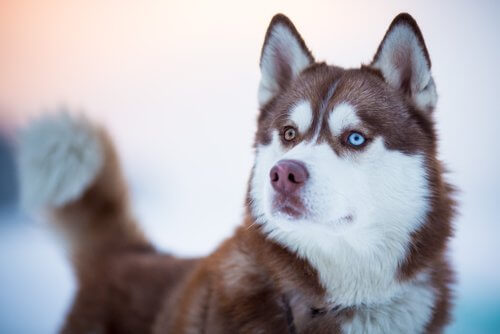 Een Siberische husky