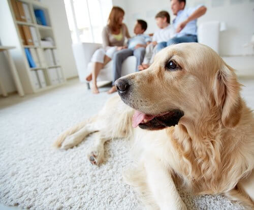 Golden retriever bij zijn familie