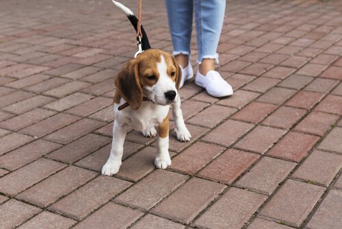 Parodontitis bij honden: wat kun je eraan doen?