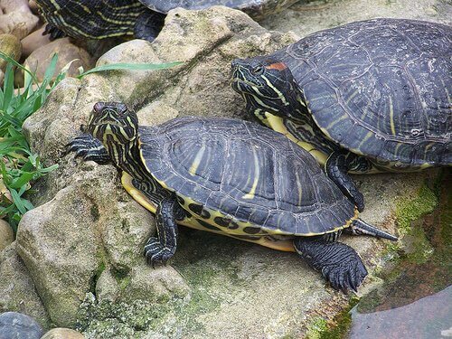 Alles over het verzorgen van schildpadden