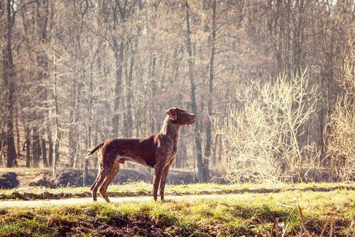 Een staander in een bos