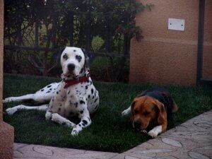 Hoe houd je vlooien buiten de deur?