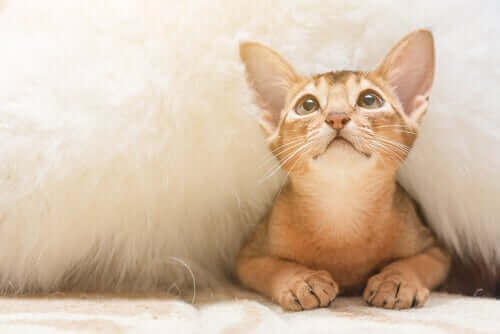 Een abessijn onder een kleedje