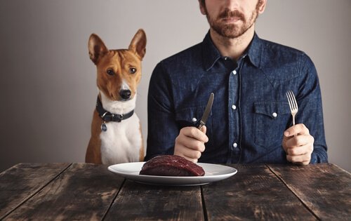 Hoe belangrijk eiwitten voor honden zijn