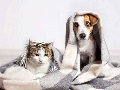 Kattenrassen die zich als een hond gedragen