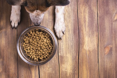 Hond wil geen hondenvoer eten