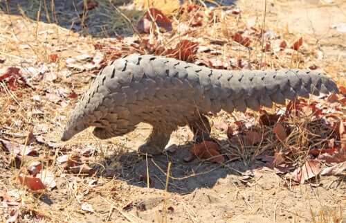 Pangolin in de natuur