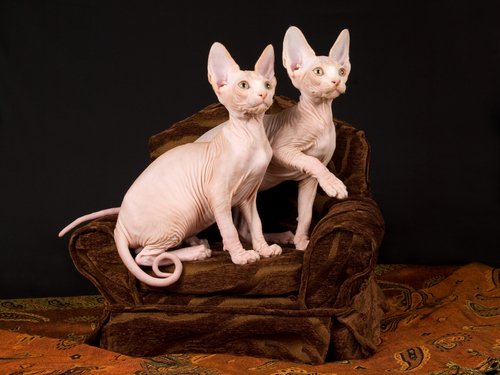 Sphynxen op een stoel