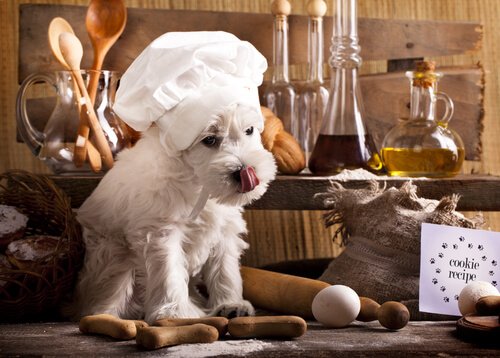Wat is het BARF-dieet eigenlijk precies?
