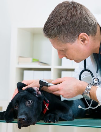 Hond bij de dierenarts