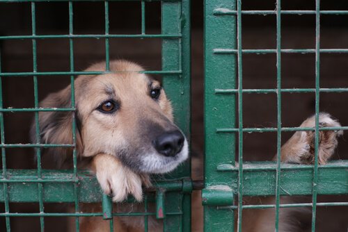 Dierenasiels: stop met het achterlaten van dieren!