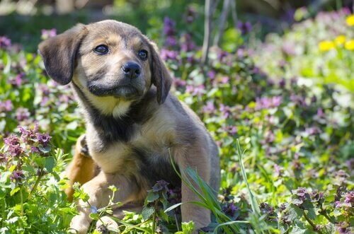 Een puppy krabt zich op de rug