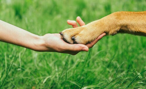 Hoe krijg je het respect van je hond?
