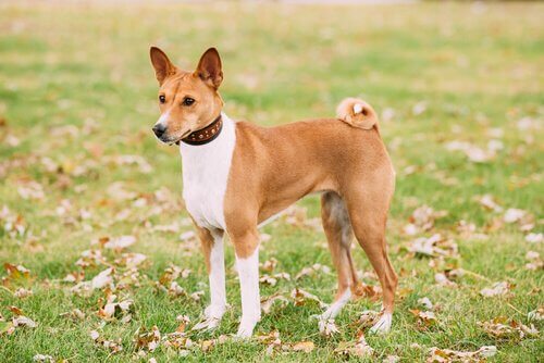 Basenji op een grasveld