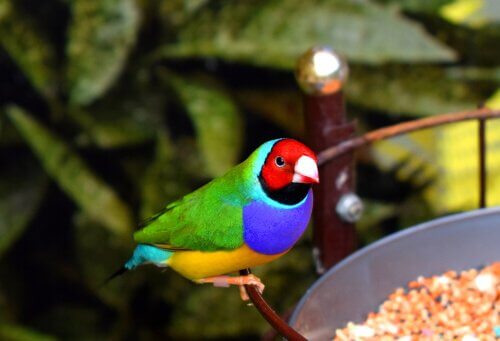 Een Gould's amadine bij een voerbak