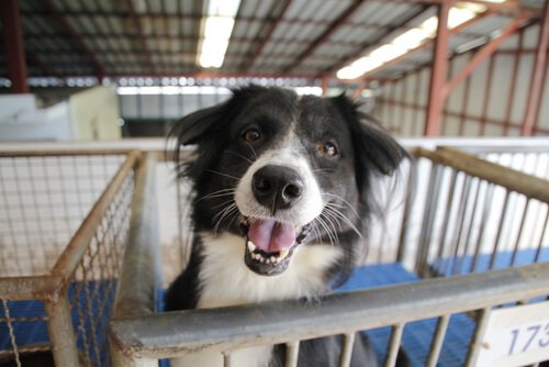 Een achtergelaten hond adopteren: dingen om te overwegen