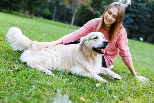 Kalmerende signalen voor het trainen van een hond