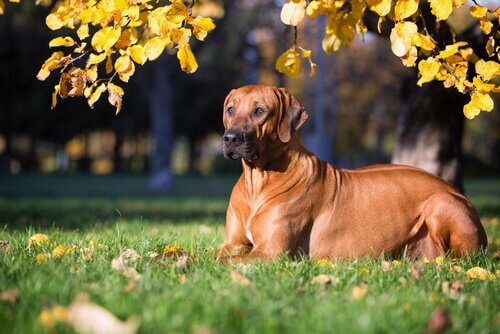 Rhodesian Ridgeback op het gras