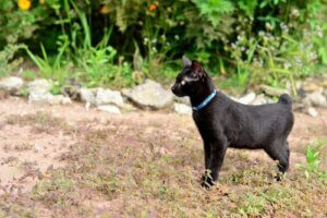 De Japanse bobtail: verzorging en gedrag
