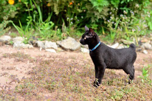 De Japanse bobtail: verzorging en gedrag