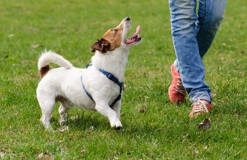 Manieren om de levenskwaliteit van een hond te verbeteren