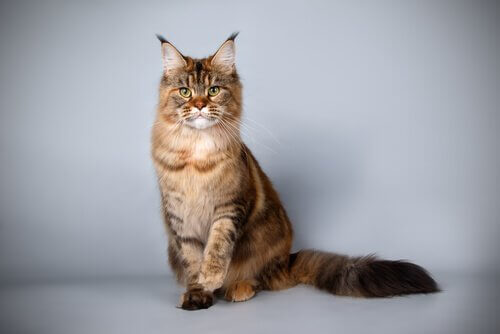 Een cyperse Maine Coon