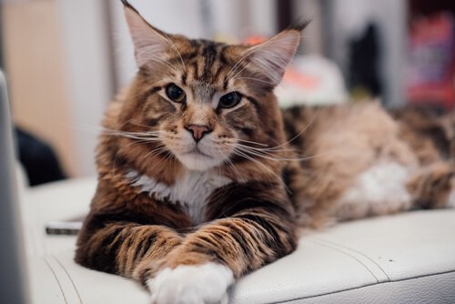 De Maine Coon: kenmerken en verzorging