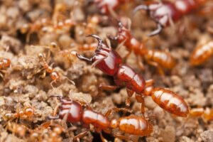 De meest dodelijke insecten ter wereld